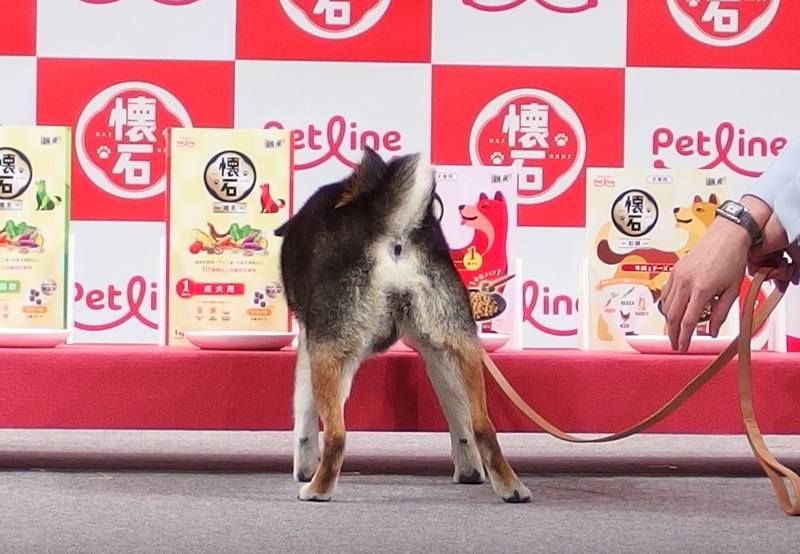 懐石CM 黒柴の梅ちゃん