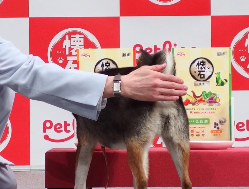 懐石CM 黒柴の梅ちゃん