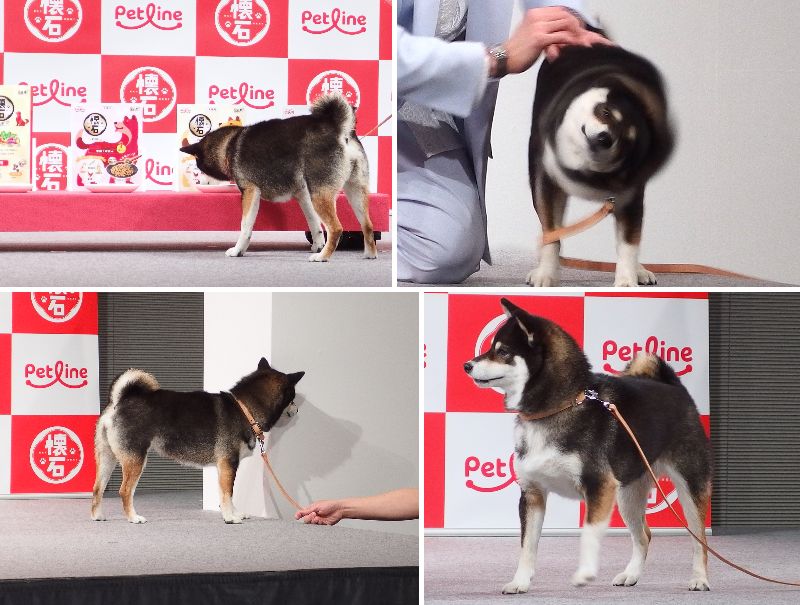 懐石CM 黒柴の梅ちゃん