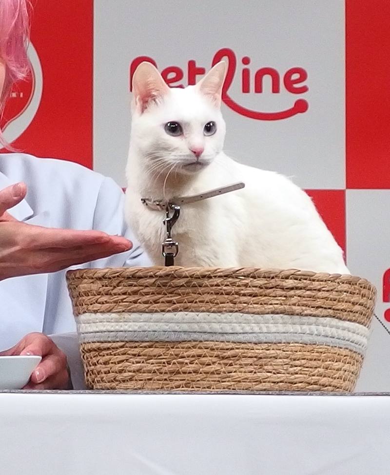 懐石CM シエルちゃん