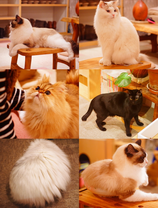 猫カフェ 下北沢 ブログ