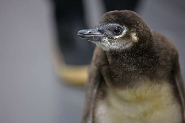 すみだ水族館初の二世ペンギン「だいふく」「しらたま」「こまり」